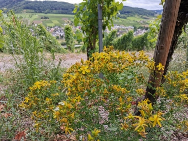 Begrünung Weinberg 1