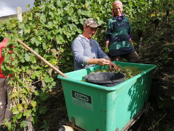 Traubenlese 2019 Sortieren auf der Bütte