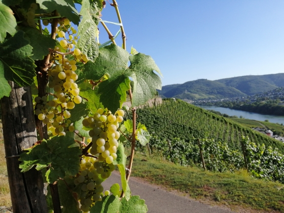 Riesling Trauben und Mosellandschaft